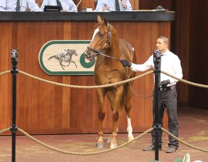Chitu's $200,000 colt, hip 567, at the OBS April 2019 2YO sale – photography by Z